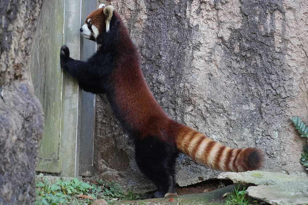 レッサーパンダの足のつき方