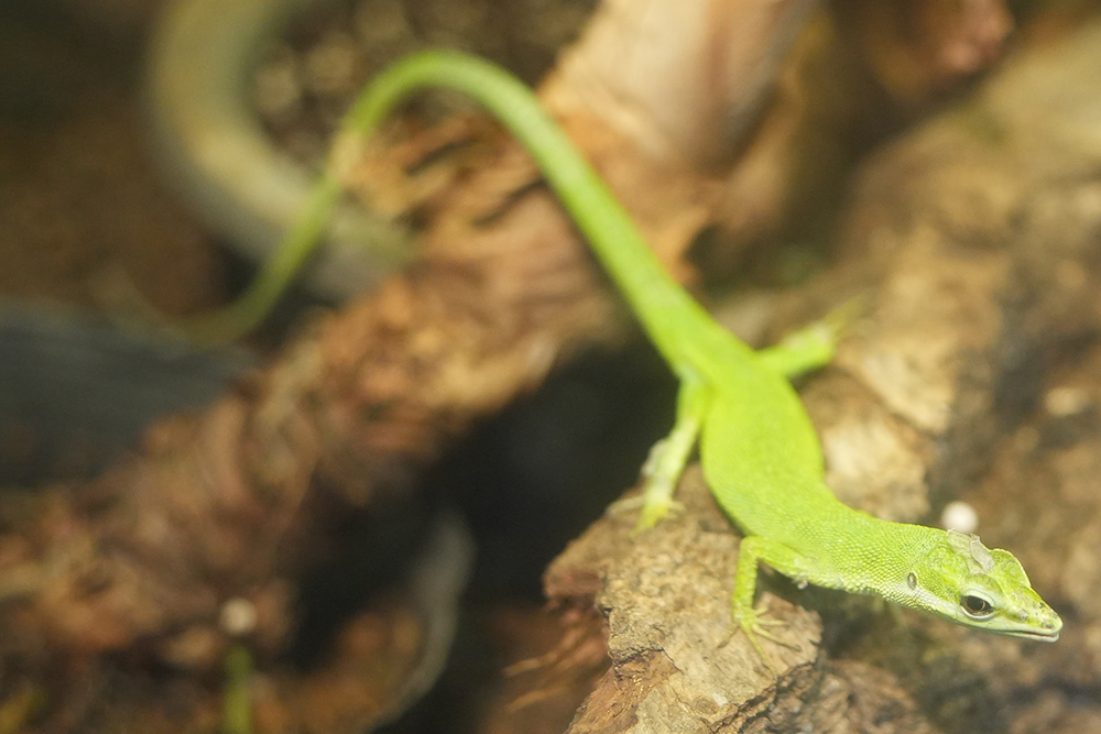 サキシマカナヘビのとても長い尾