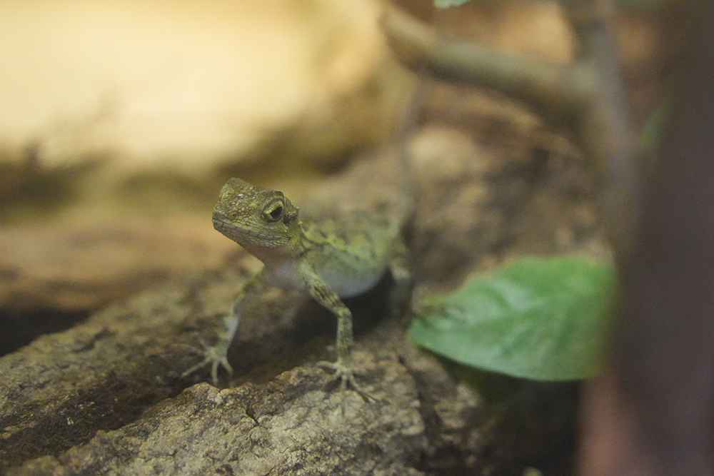 キノボリトカゲの生活環境への適応