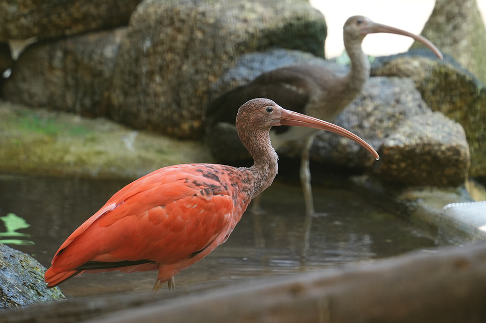 ショウジョウトキのヒナの姿