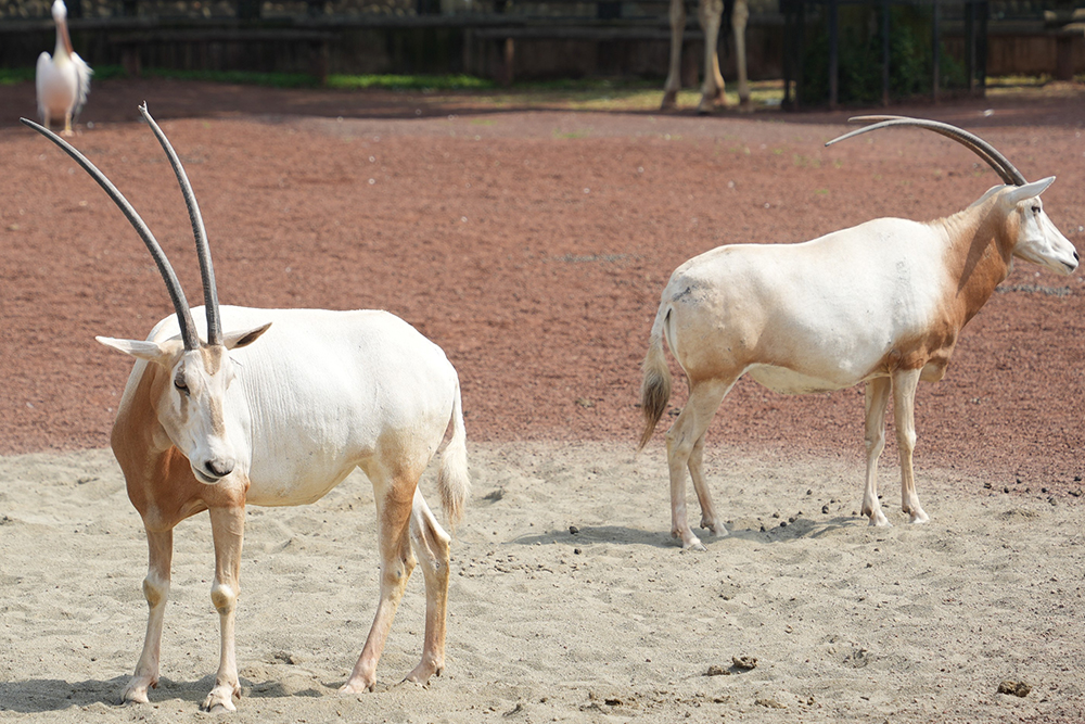 シロオリックスの色と模様