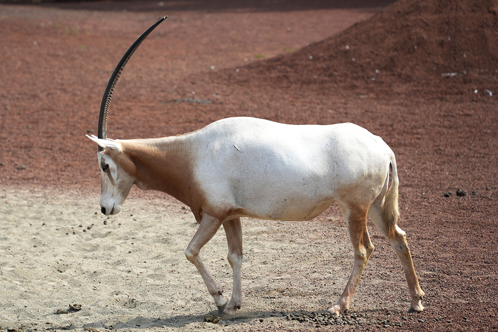 シロオリックスの角