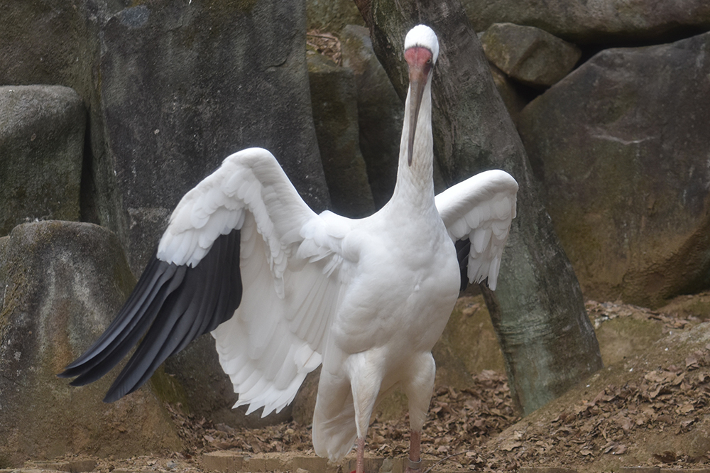 ソデグロヅルの翼の色