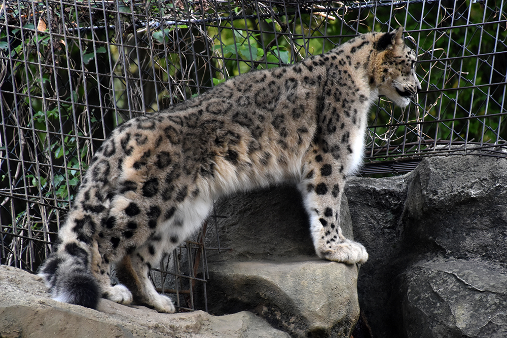 ユキヒョウの寒冷地への適応