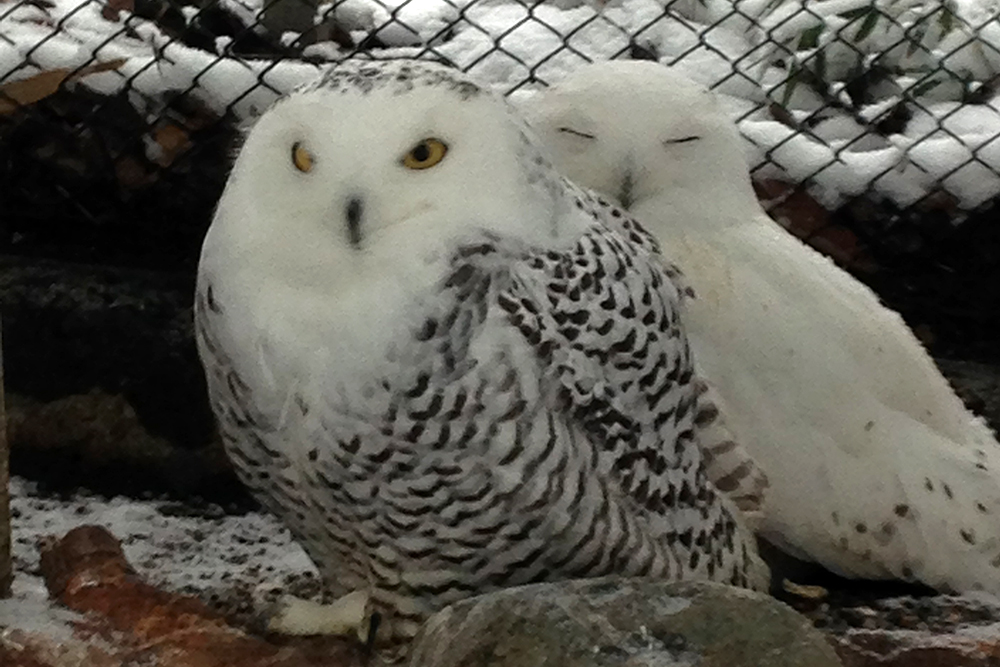 シロフクロウのオスとメスの羽色の違い
