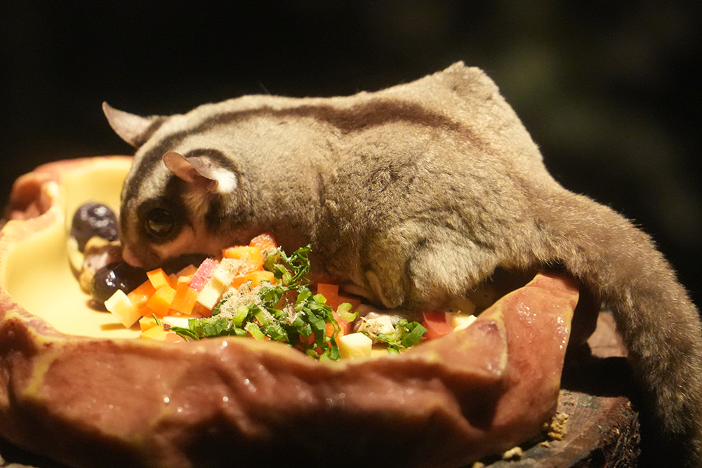 フクロモモンガの飛膜