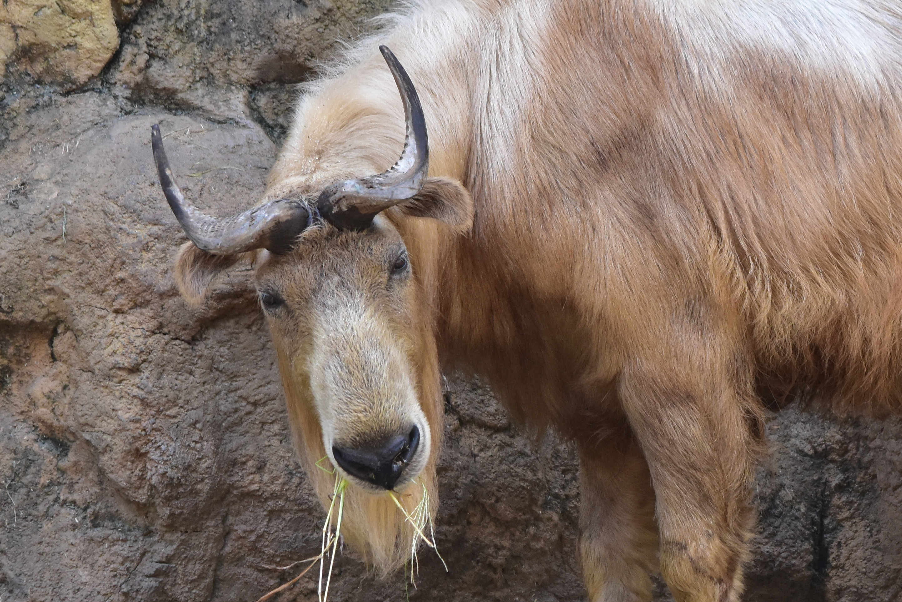ターキンの顔の特徴
