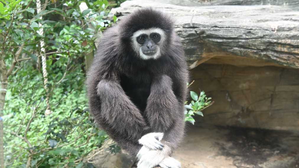 シロテテナガザル