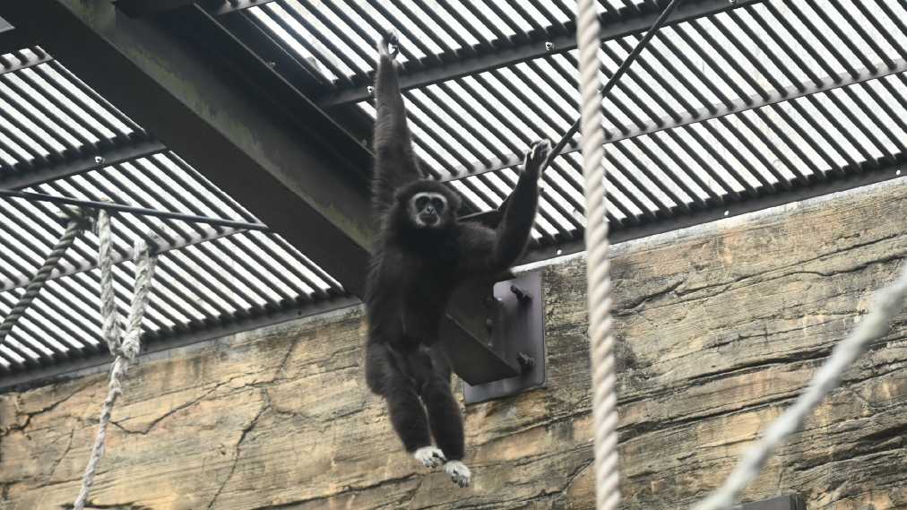 シロテテナガザル