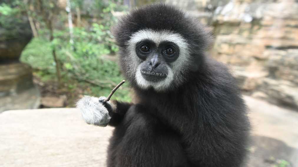 シロテテナガザル