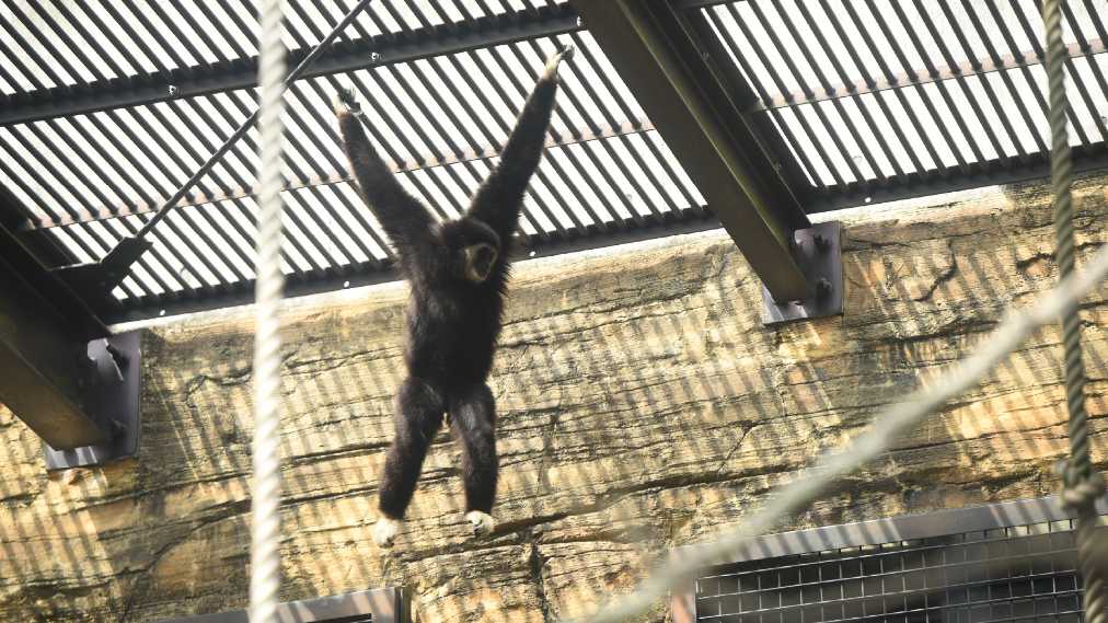 シロテテナガザル