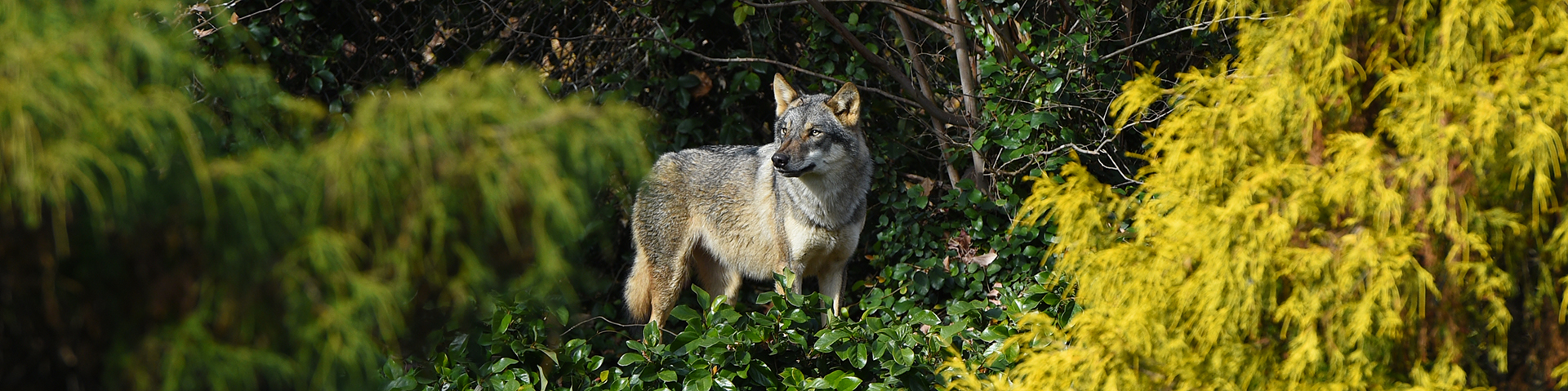 ヨーロッパオオカミ