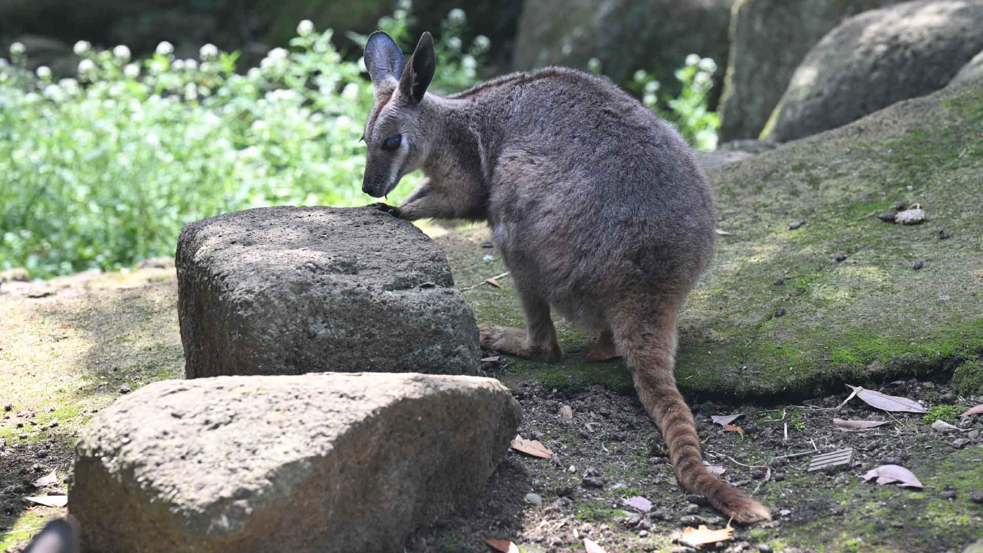 シマオイワワラビー