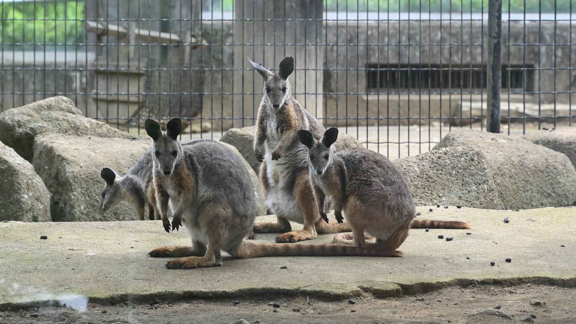 シマオイワワラビー