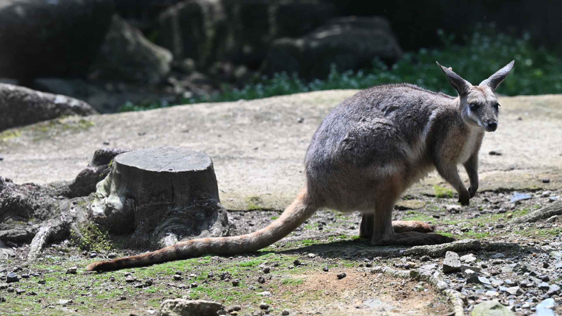 シマオイワワラビー