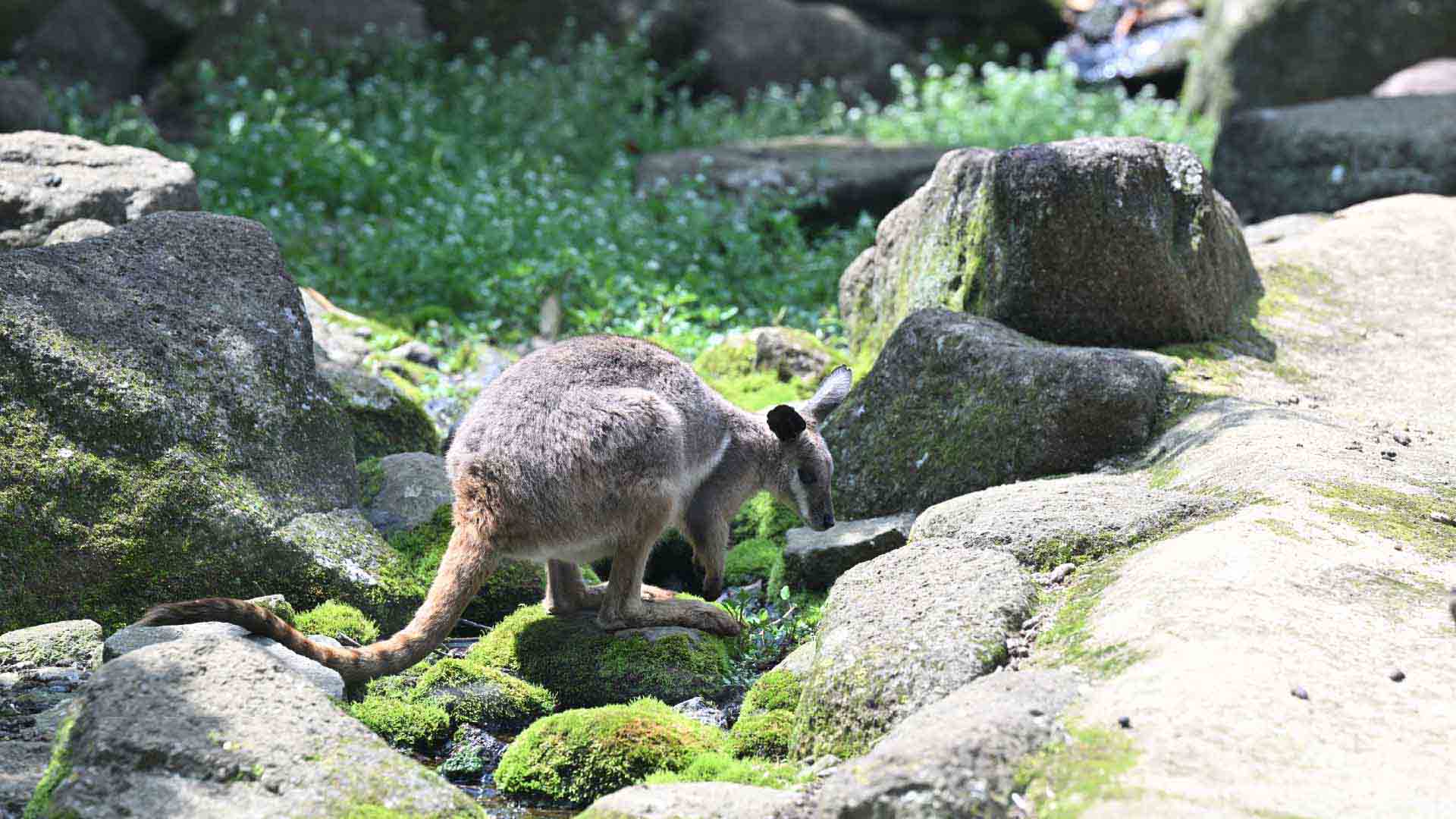 シマオイワワラビー