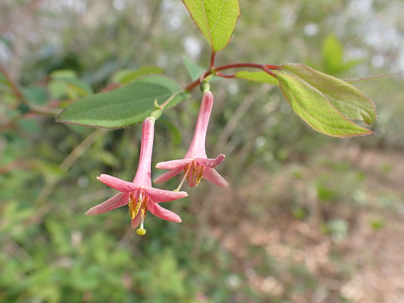 ウグイスカグラ