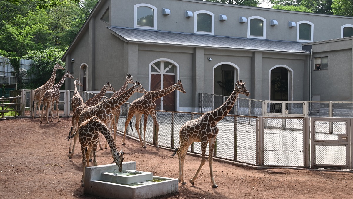 サバンナエリア