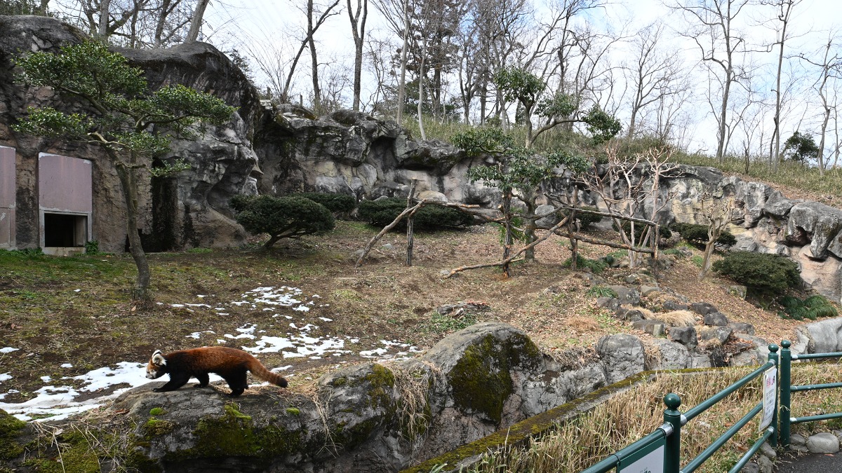 レッサーパンダ