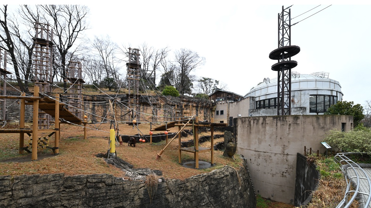 ボルネオオランウータン