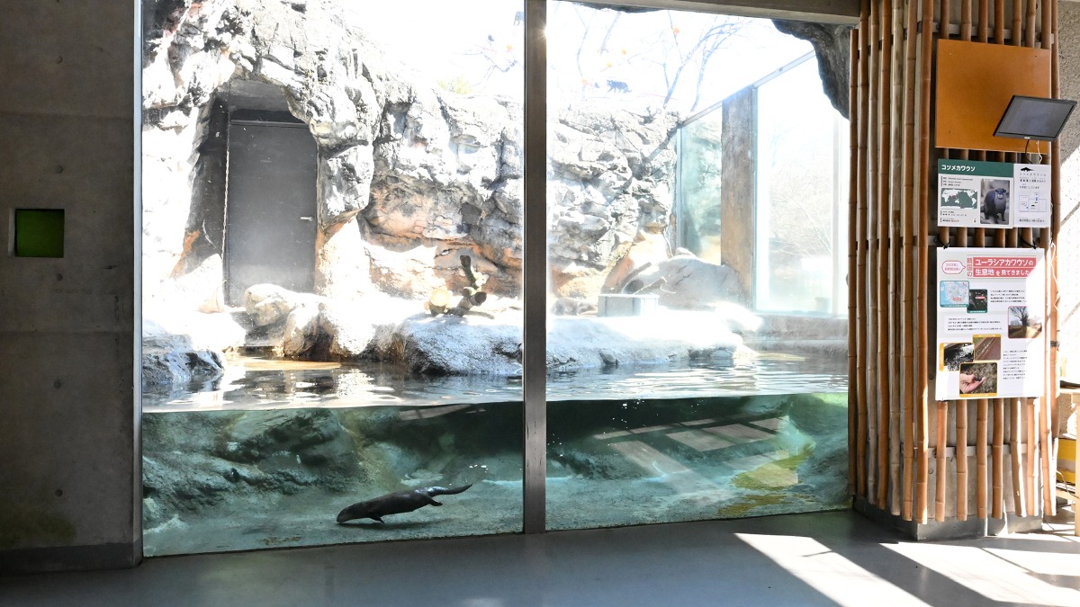 コツメカワウソ