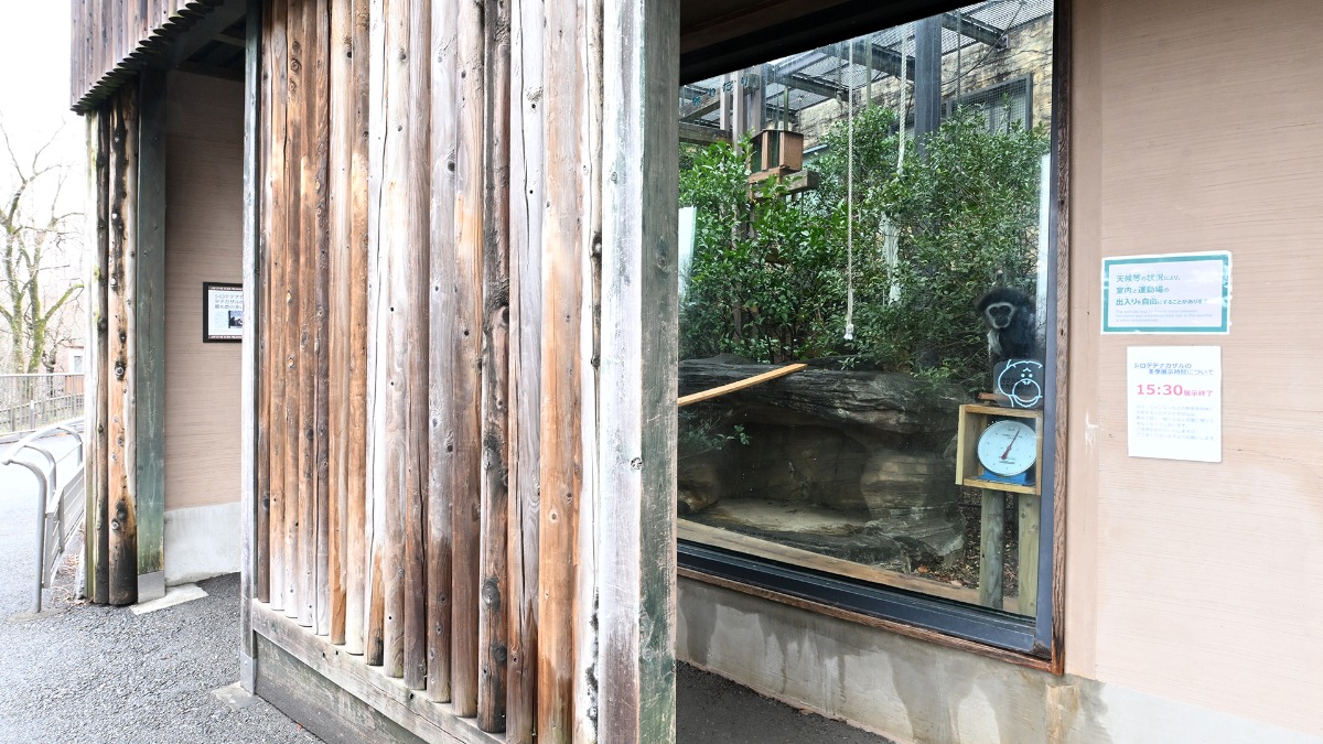 シロテテナガザル