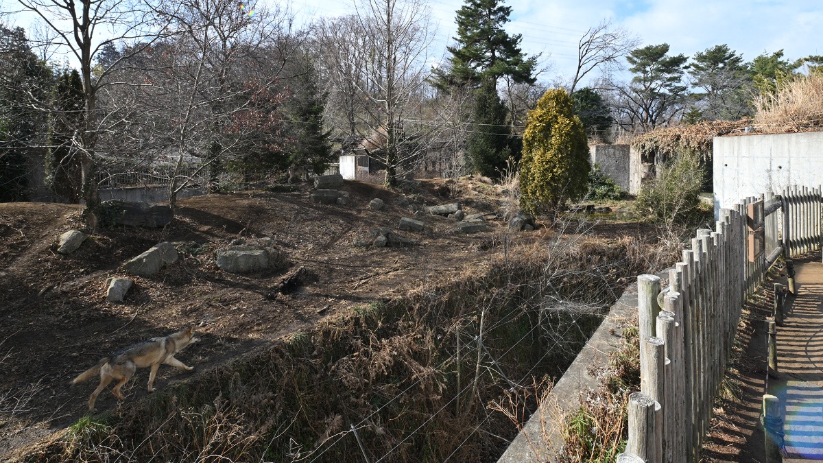 ヨーロッパオオカミ