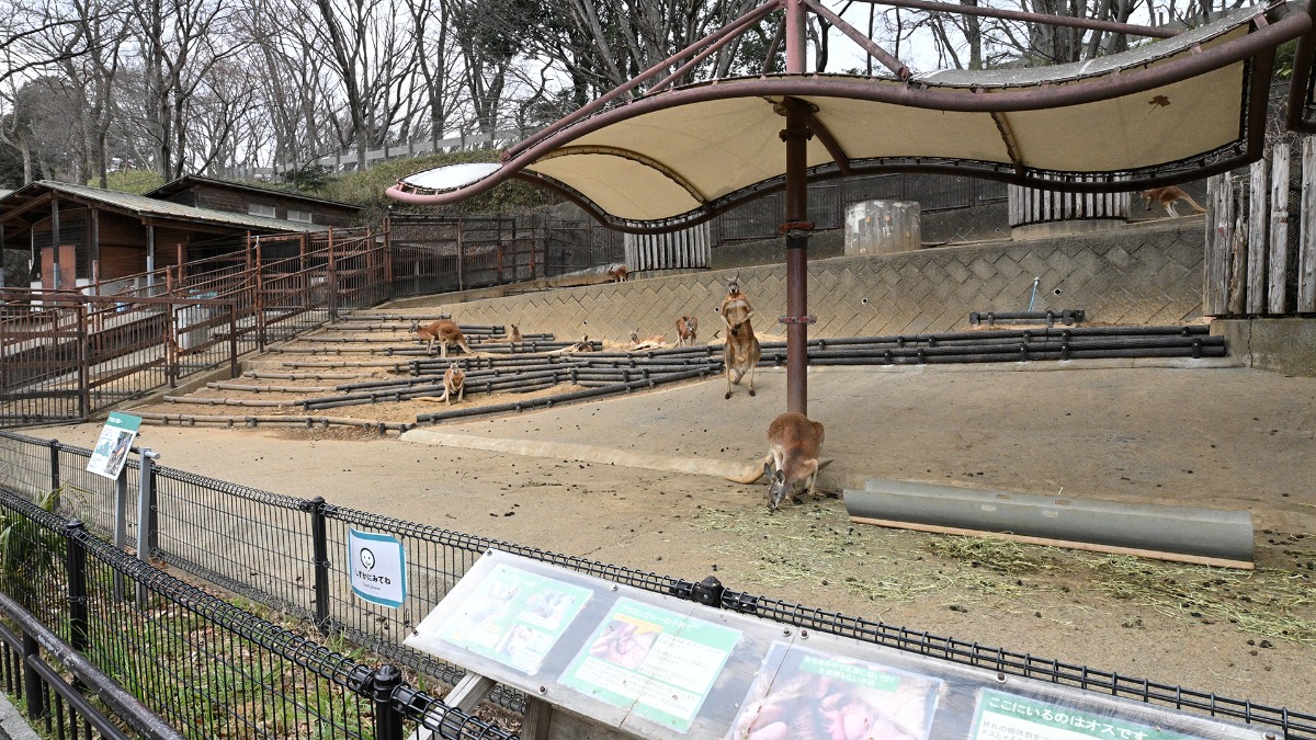 アカカンガルー