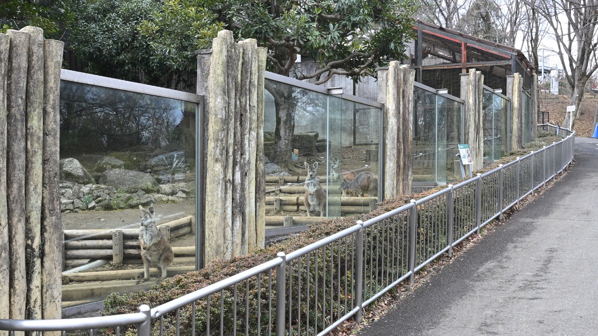 ケナガワラルー