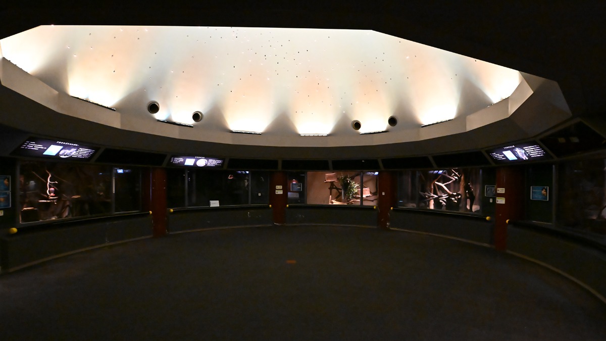 コアラ館：夜行獣