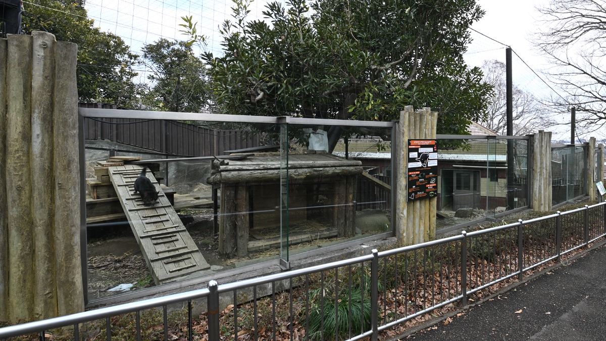 タスマニアデビル