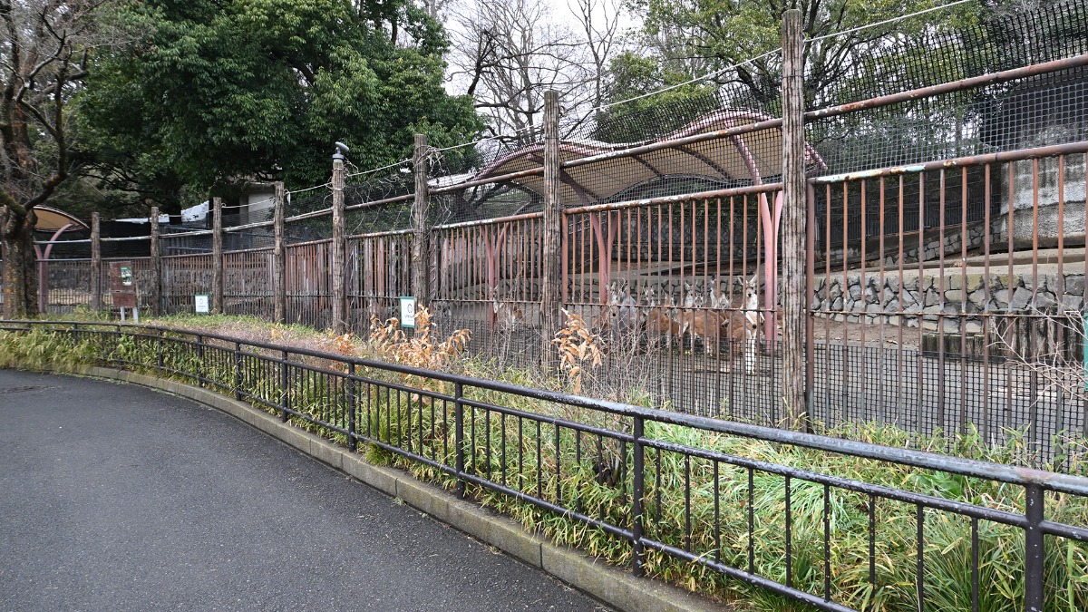 アカカンガルー