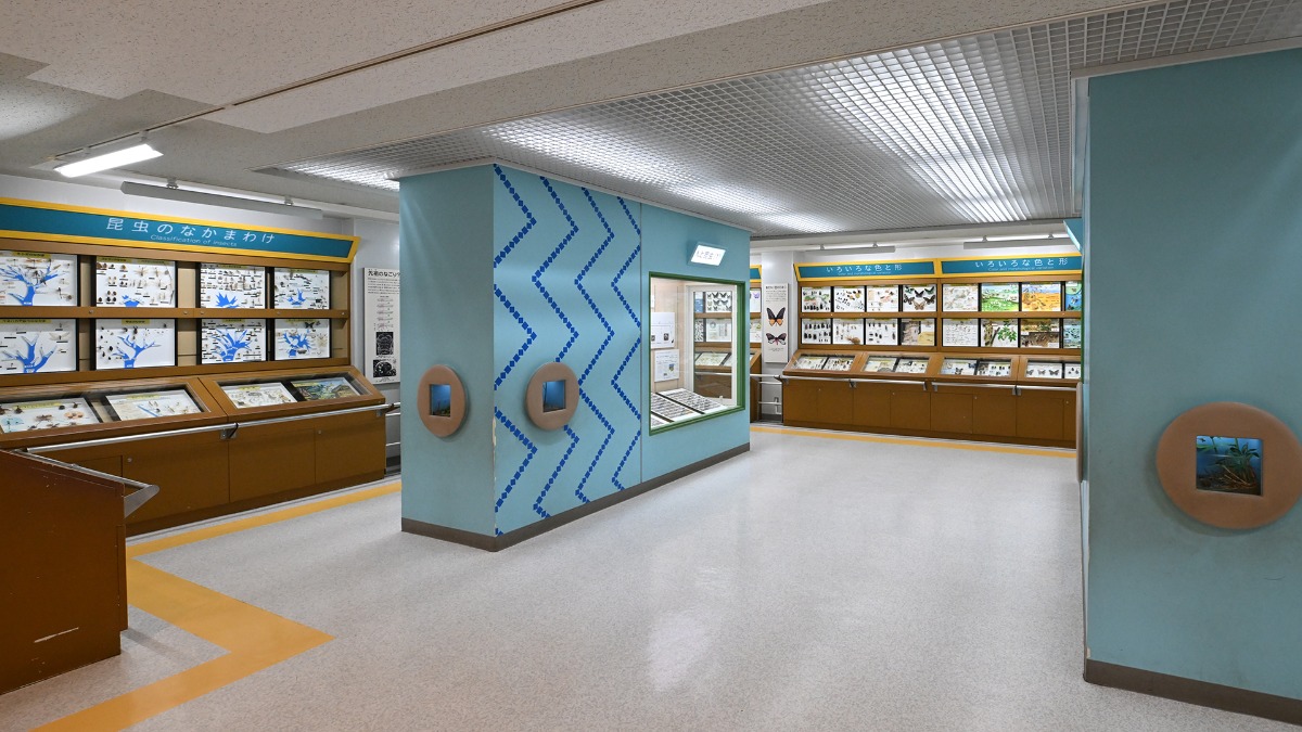 昆虫園本館：標本展示室