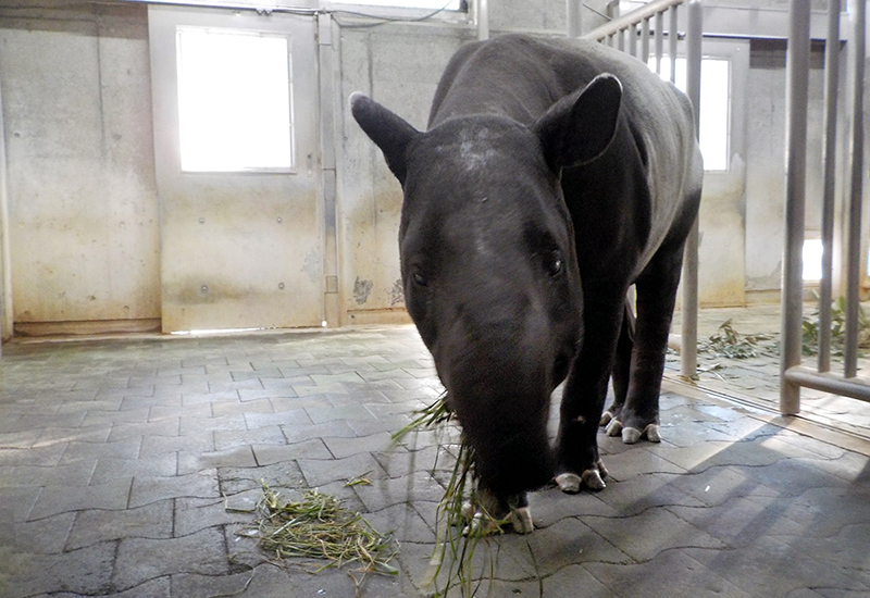 青草を食べるリザ