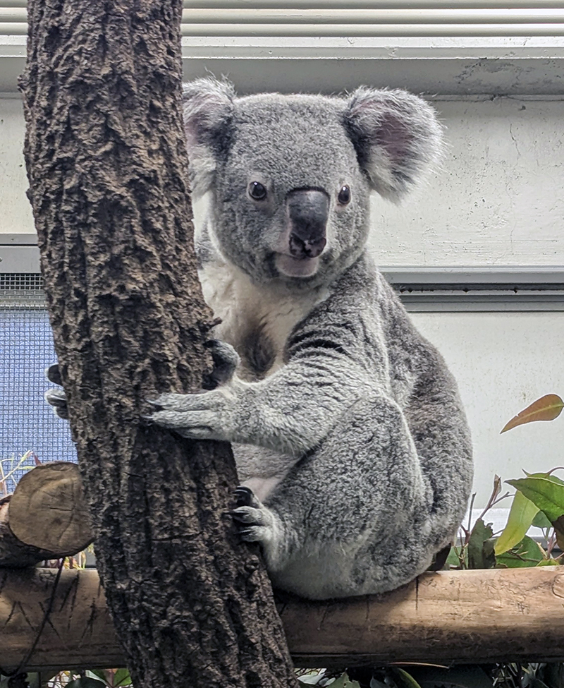 コアラの「チャーリー」