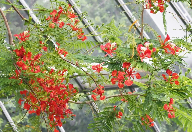 ホウオウボクの花
