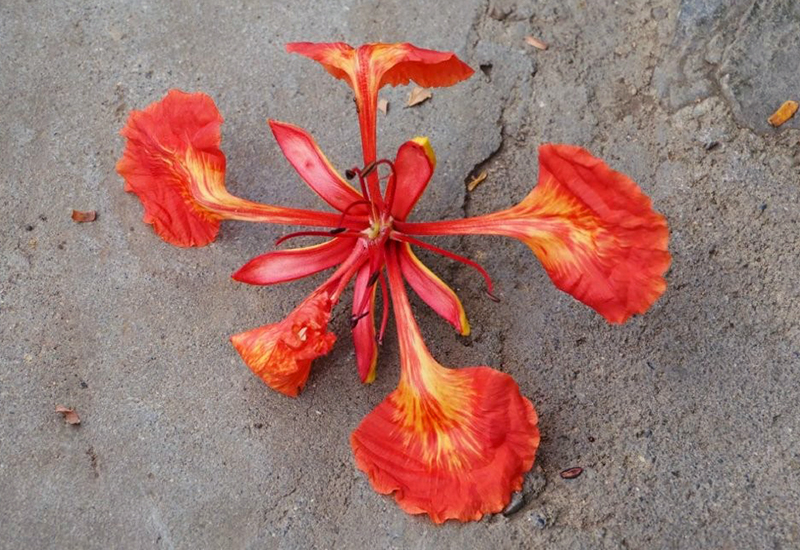 ホウオウボクの花