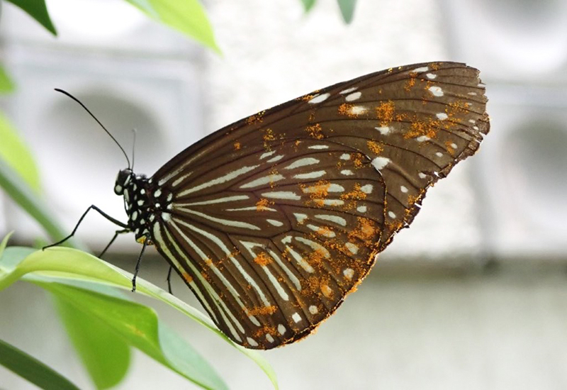 花粉を付けたツマムラサキマダラ
