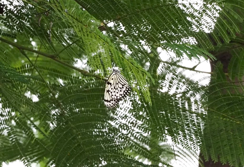 ホウオウボクの葉先で休むオオゴマダラ