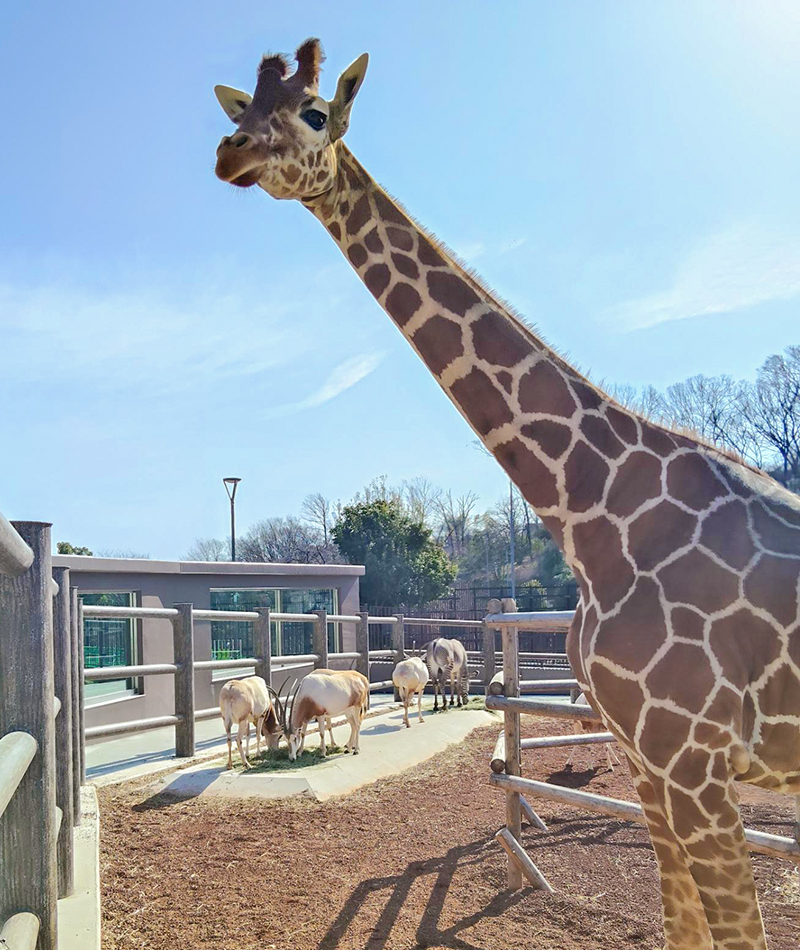 サバンナエリアですごすキリン