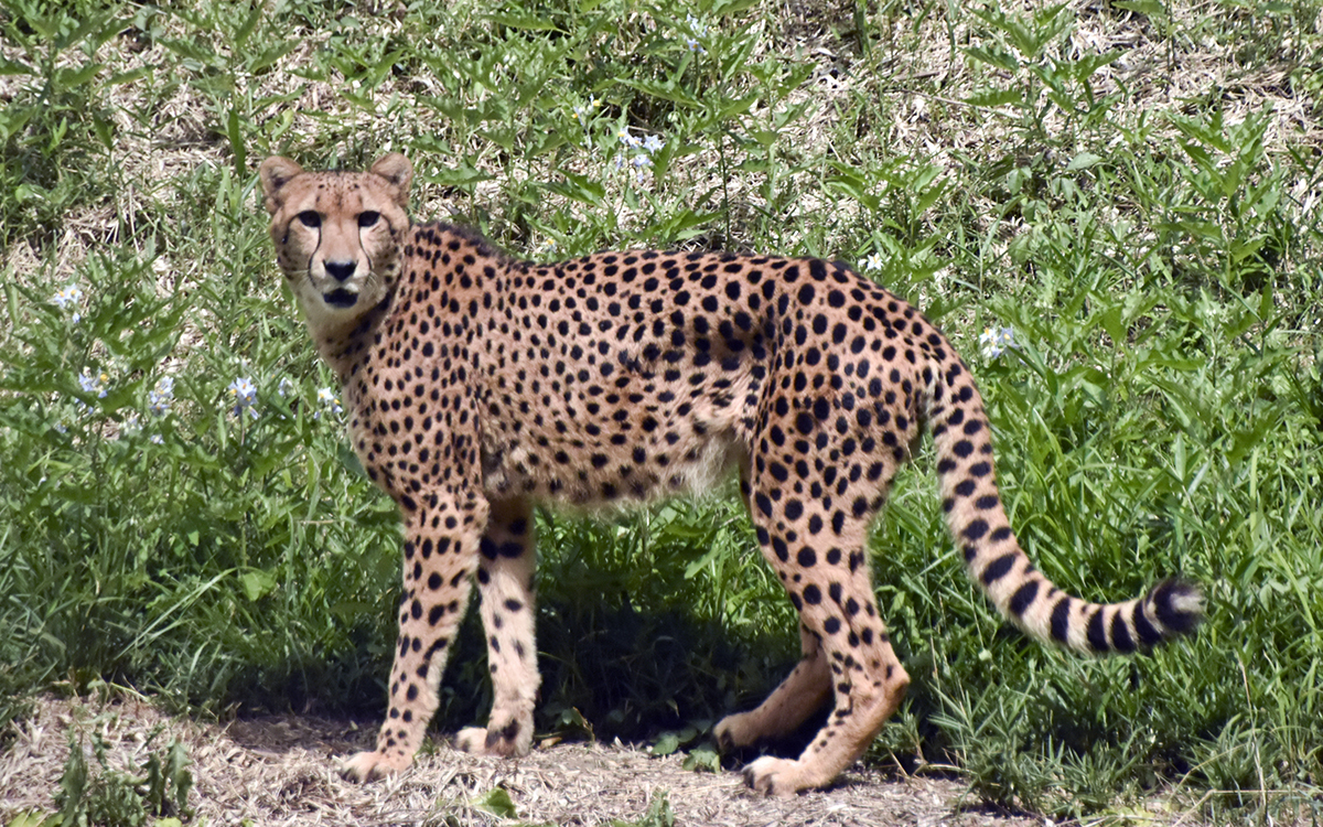 チーター「ケビン」