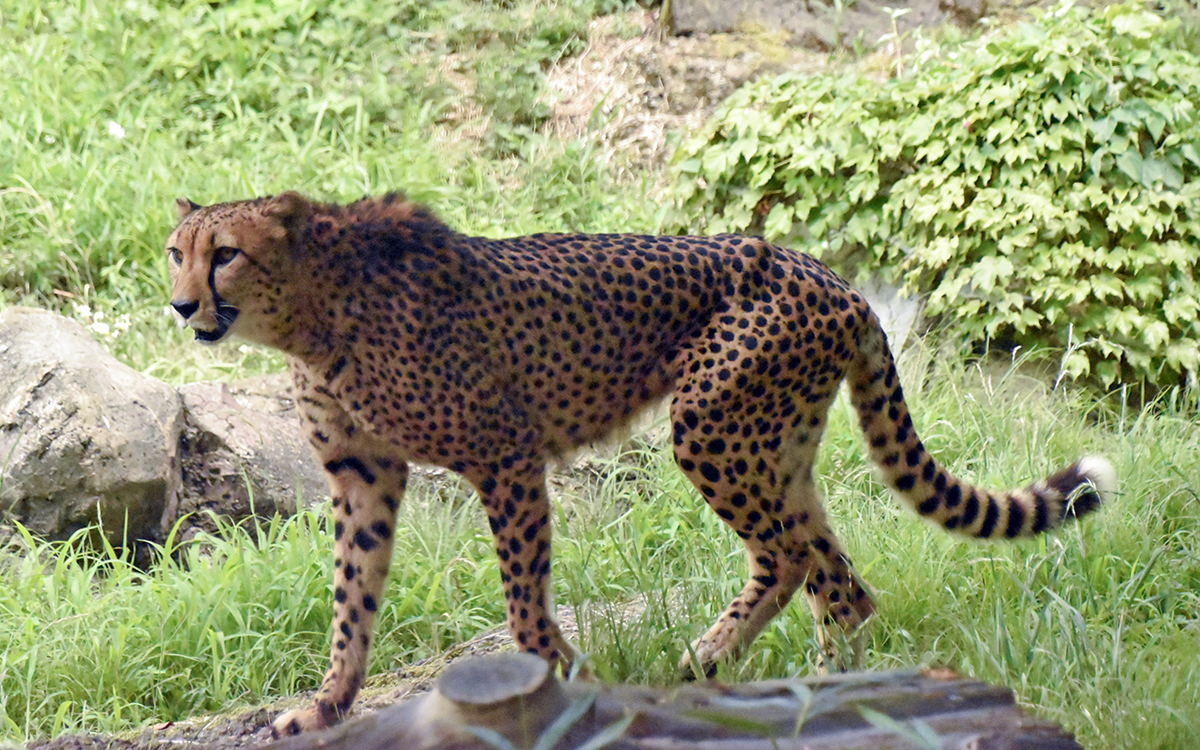 チーター「ダミアン」