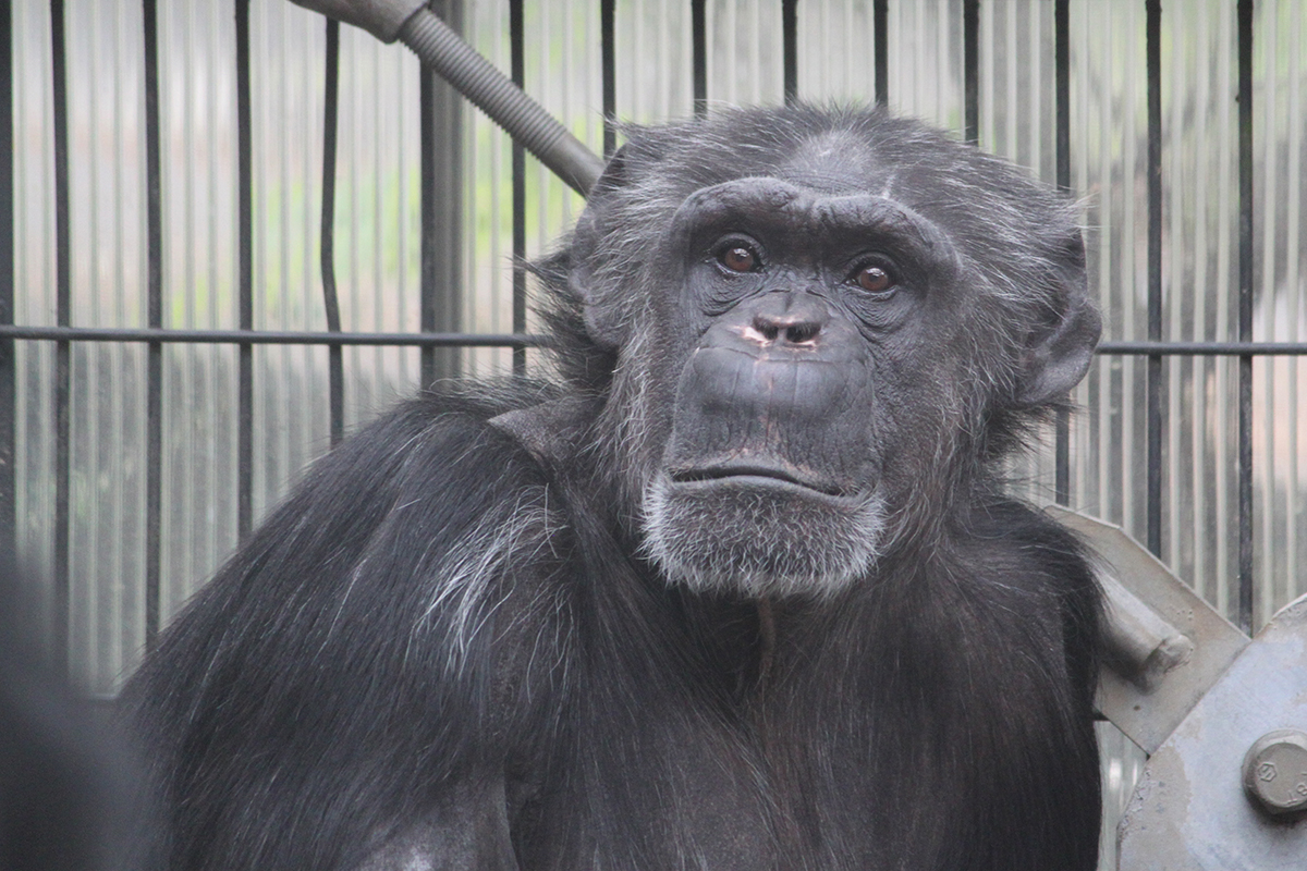 チンパンジー「ピーチ」