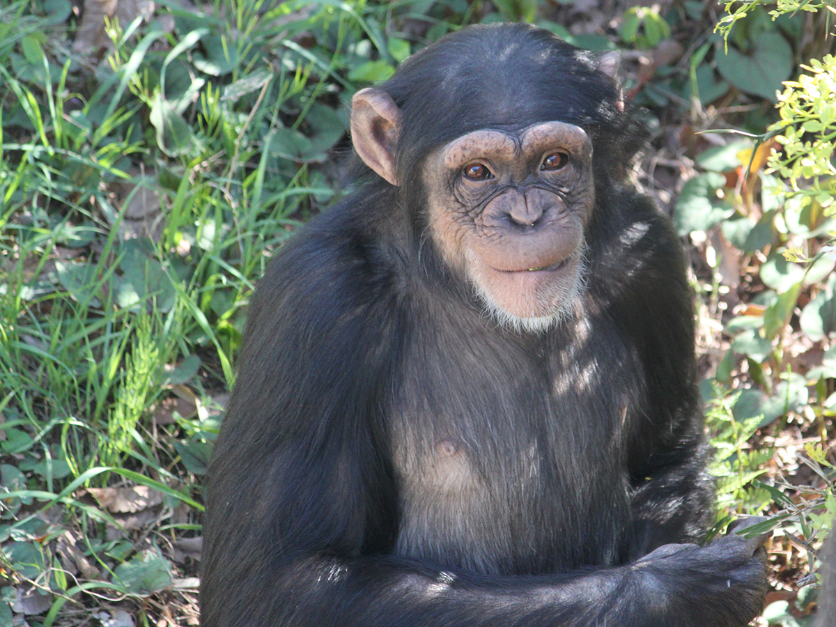 チンパンジー「プラム」