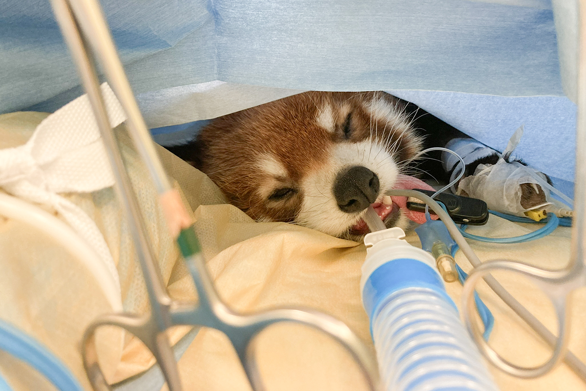 手術を受けるようす