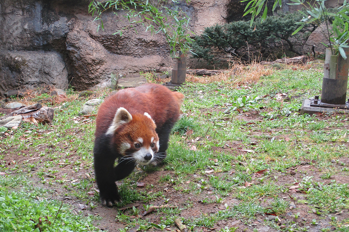 屋外展示場での展示再開のようす（2026年3月16日撮影）