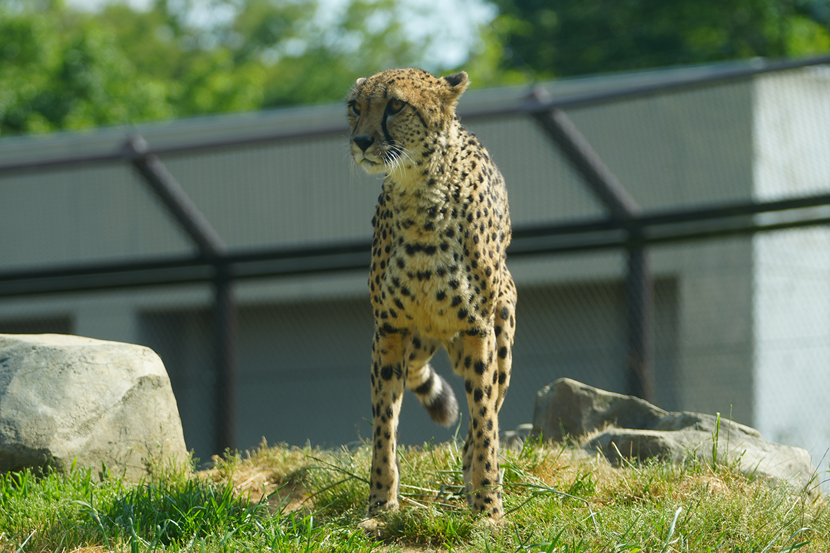 チーター「ズラヤ」（千葉市動物公園提供）