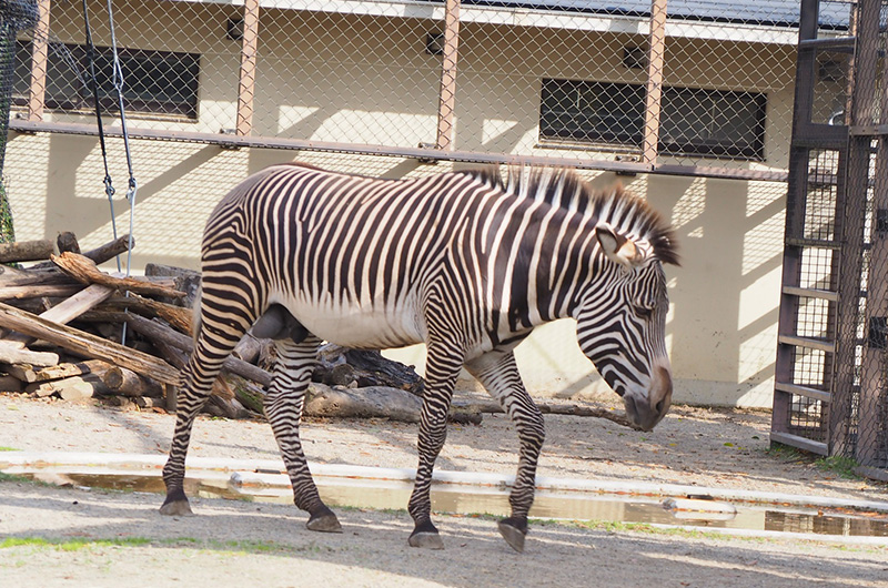 来園するグレビーシマウマ「ななと」（提供：京都市動物園）
