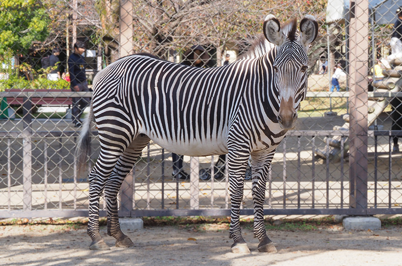 来園するグレビーシマウマ「ミンディー」（提供：京都市動物園）