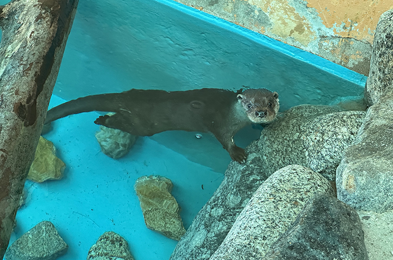 来園するユーラシアカワウソ「ダル（オス）」（提供：ソウル大公園）